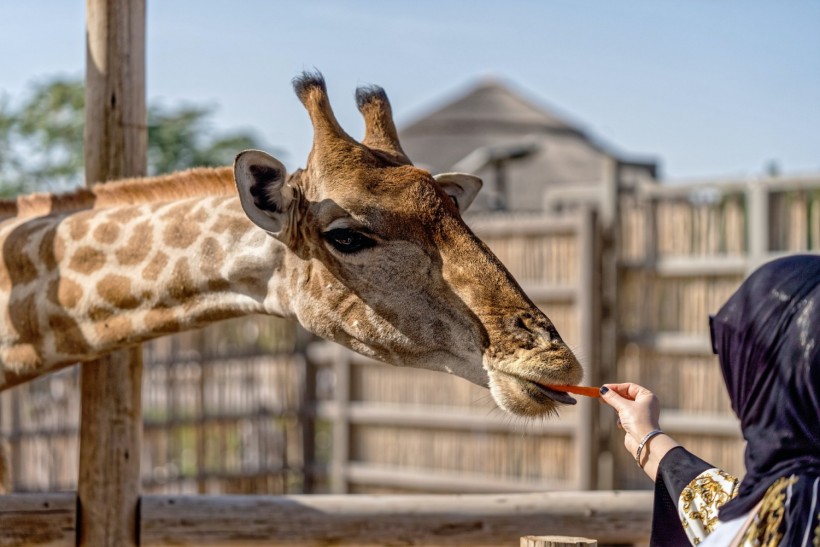 Person Feeding a Giraffe